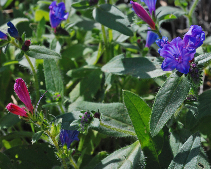 Echium lancerottense