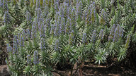 Echium hierrense