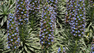 Echium hierrense