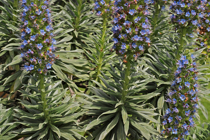 Echium hierrense