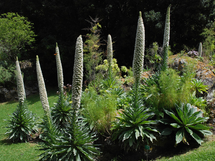 Echium simplex