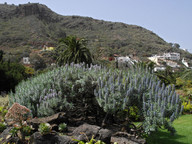 Echium hierrense