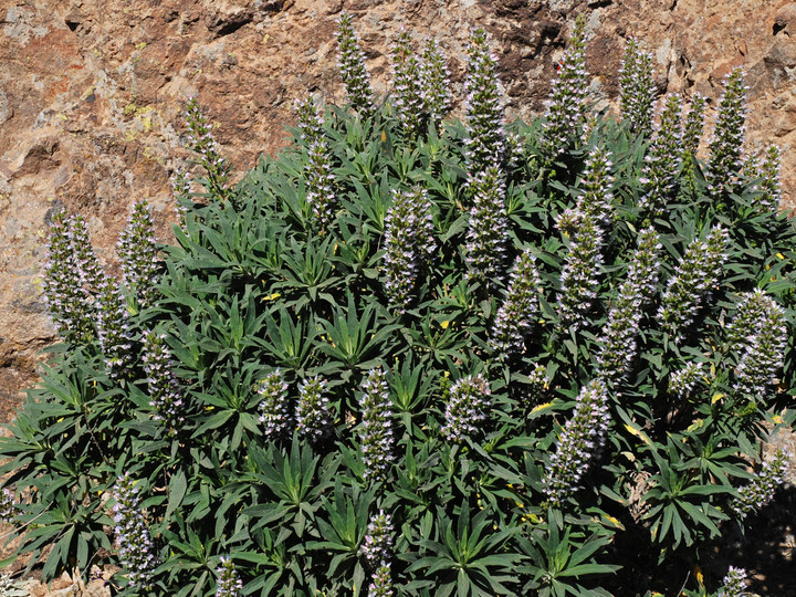 Echium onosmifolium