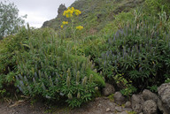 Echium callithyrsum