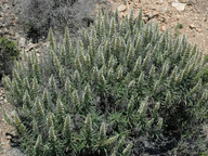 Echium onosmifolium