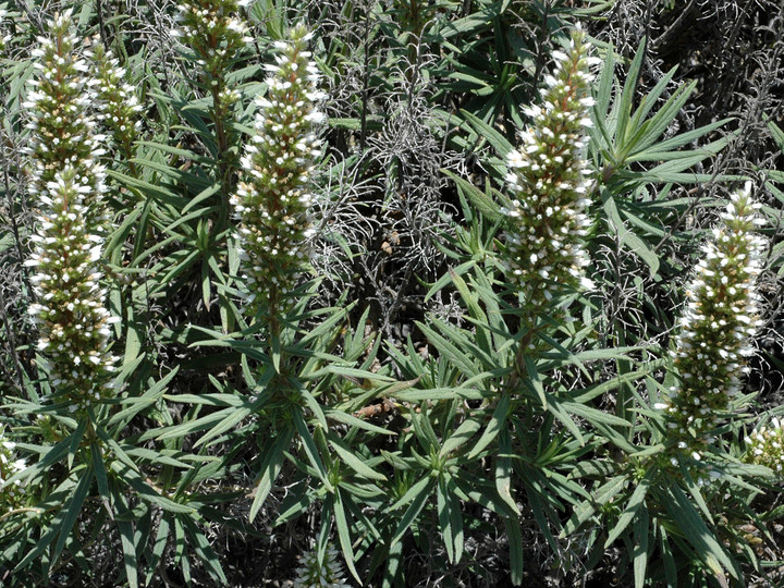 Echium onosmifolium