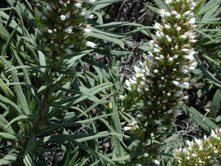 Echium onosmifolium