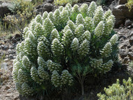 Echium decaisnei