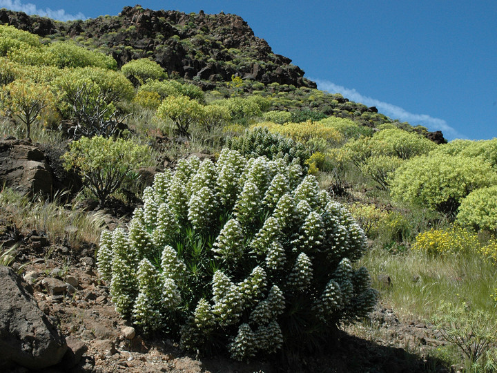 Echium decaisnei