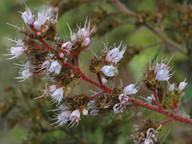 Echium strictum