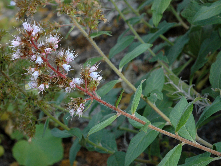 Echium strictum