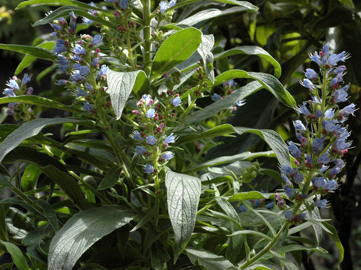 Echium callithyrsum