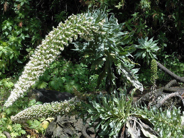 Echium simplex