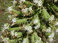 Echium simplex