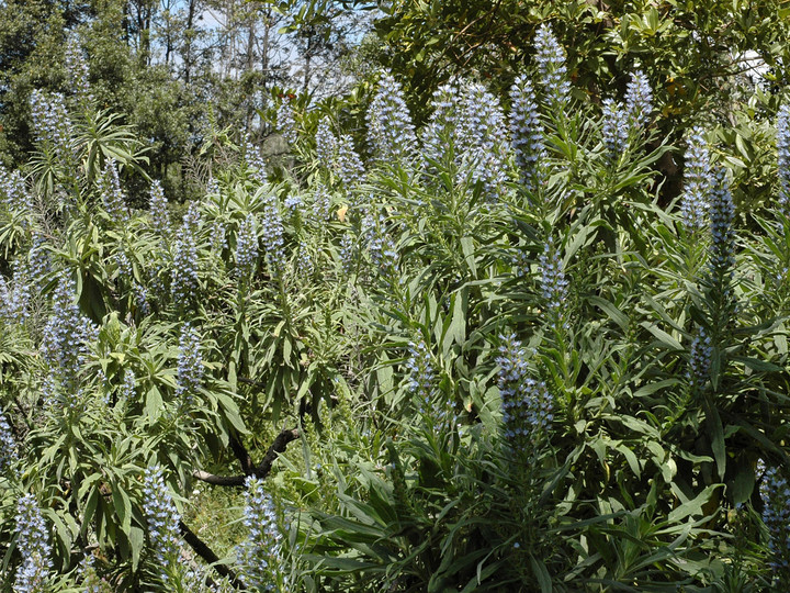 Echium callithyrsum