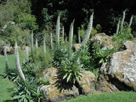 Echium simplex