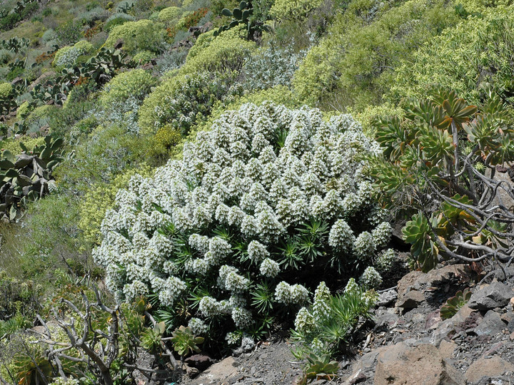 Echium decaisnei