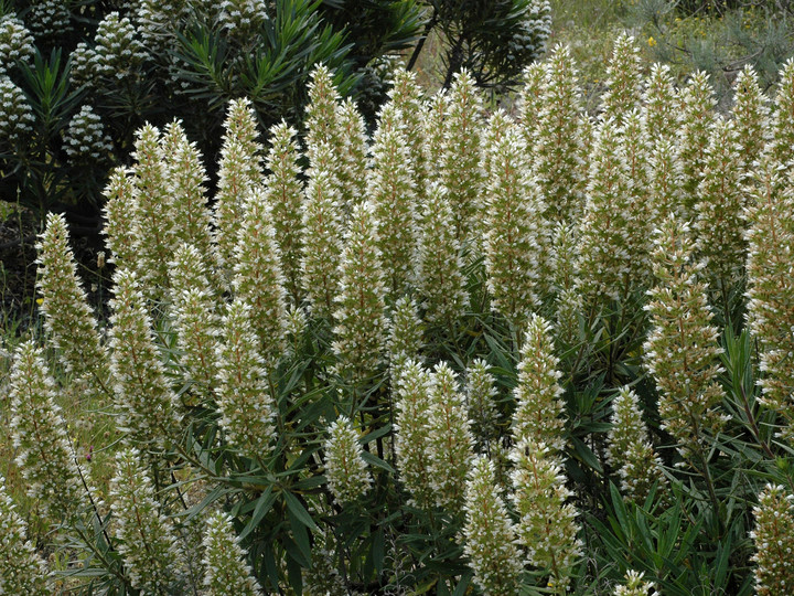 Echium onosmifolium