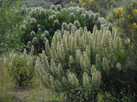 Echium onosmifolium