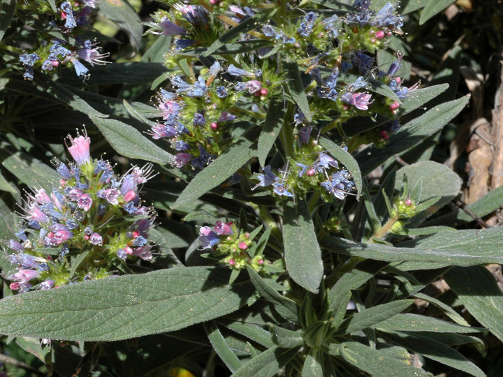 Echium callithyrsum