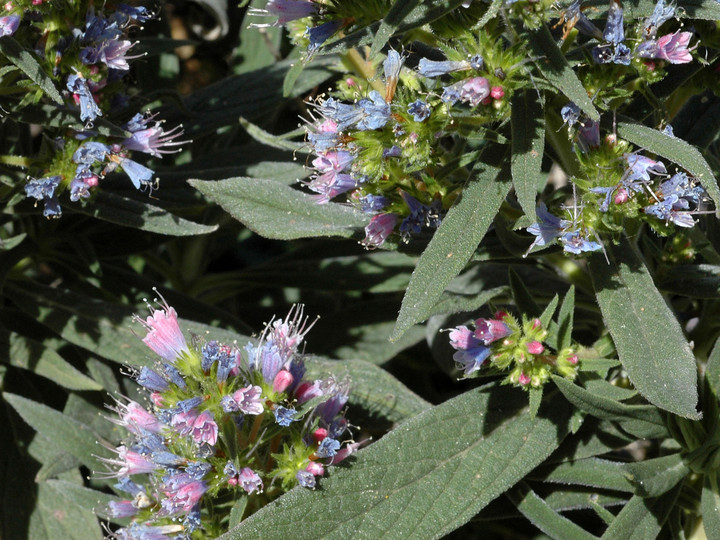 Echium callithyrsum