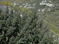 Echium callithyrsum