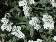 Heliotropium ramosissimum