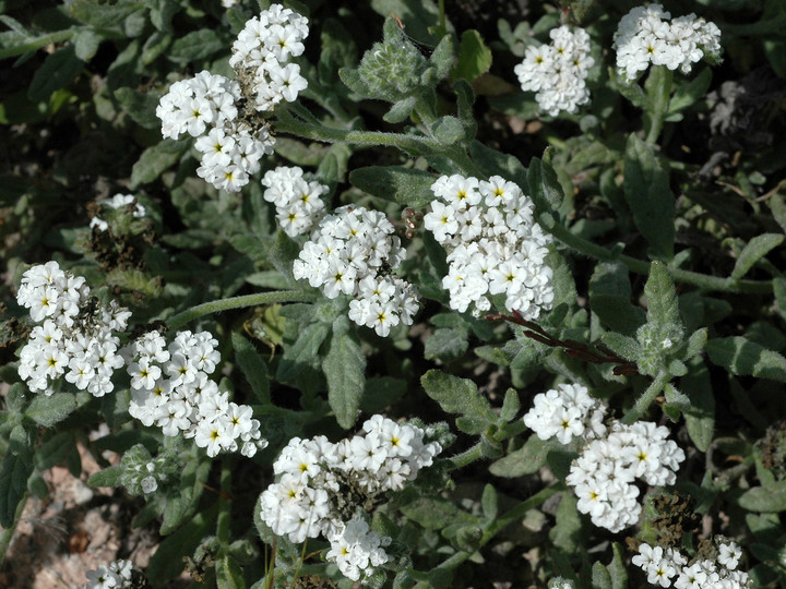 Heliotropium ramosissimum