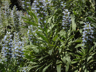 Echium callithyrsum