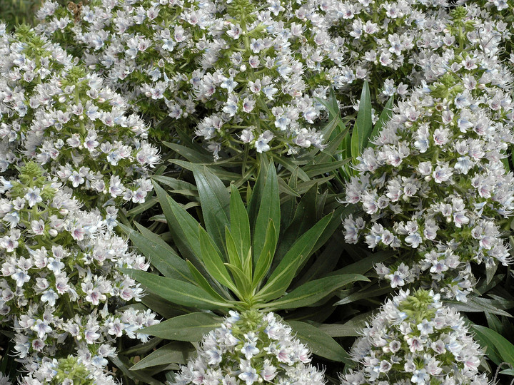 Echium decaisnei