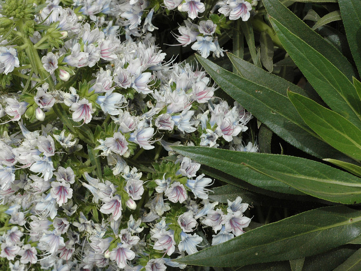 Echium decaisnei