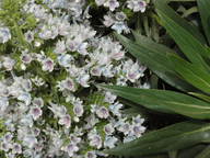 Echium decaisnei