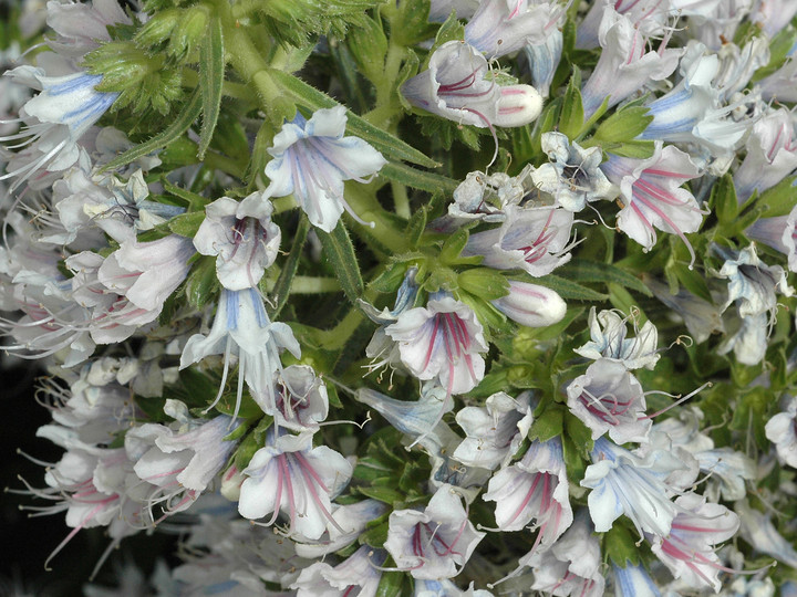 Echium decaisnei