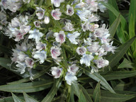 Echium decaisnei