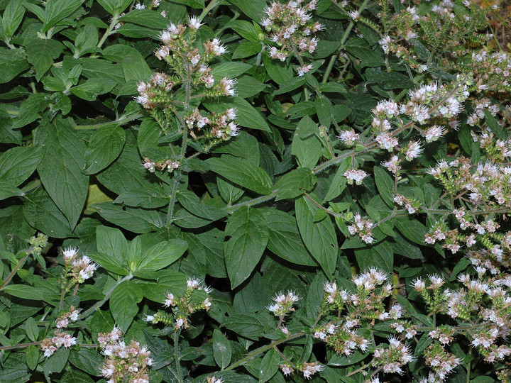 Echium strictum