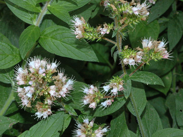 Echium strictum