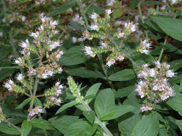 Echium strictum