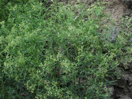 Ceballosia fruticosa