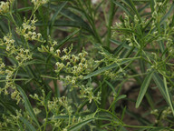 Ceballosia fruticosa