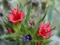 Echium wildpretii