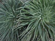 Echium wildpretii