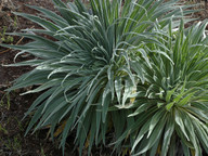 Echium wildpretii