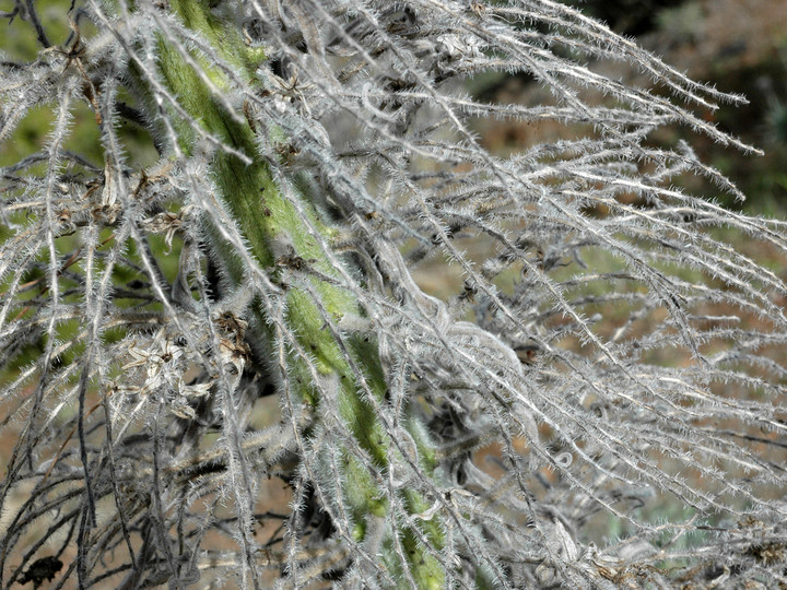 Echium wildpretii