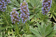 Echium acanthocarpum