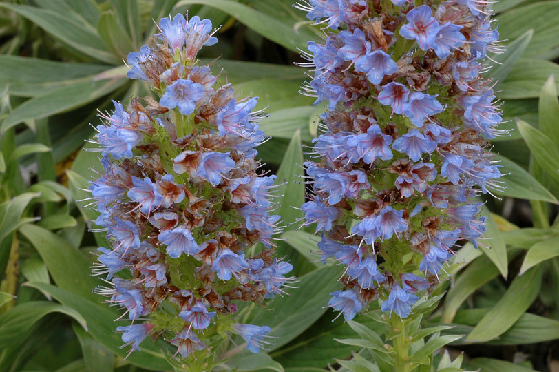 Echium acanthocarpum