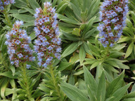 Echium acanthocarpum