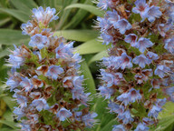 Echium acanthocarpum