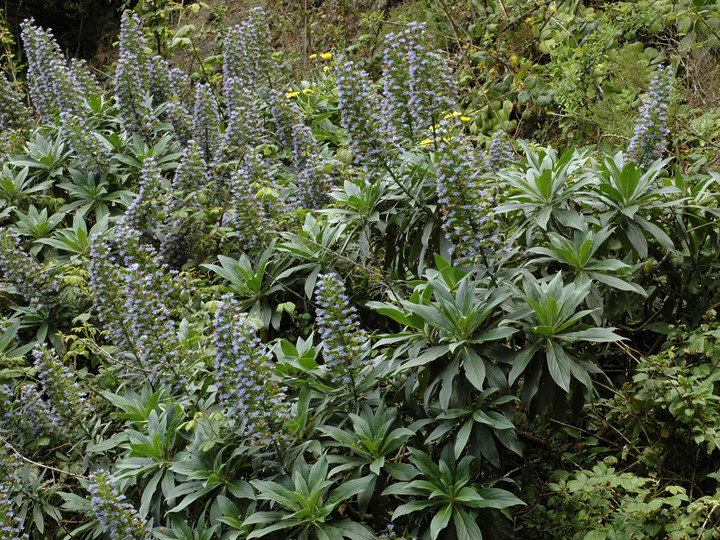 Echium acanthocarpum