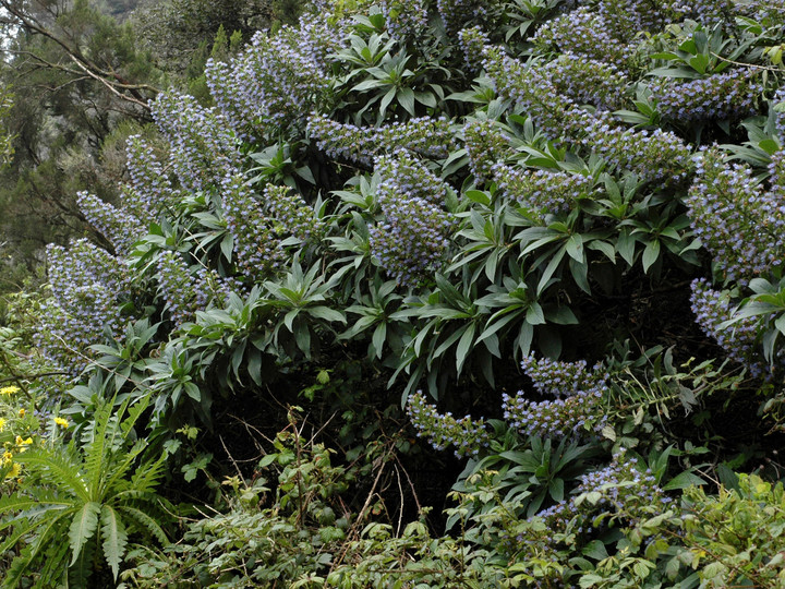 Echium acanthocarpum