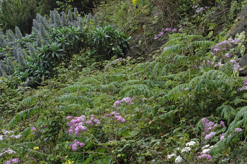 Echium acanthocarpum